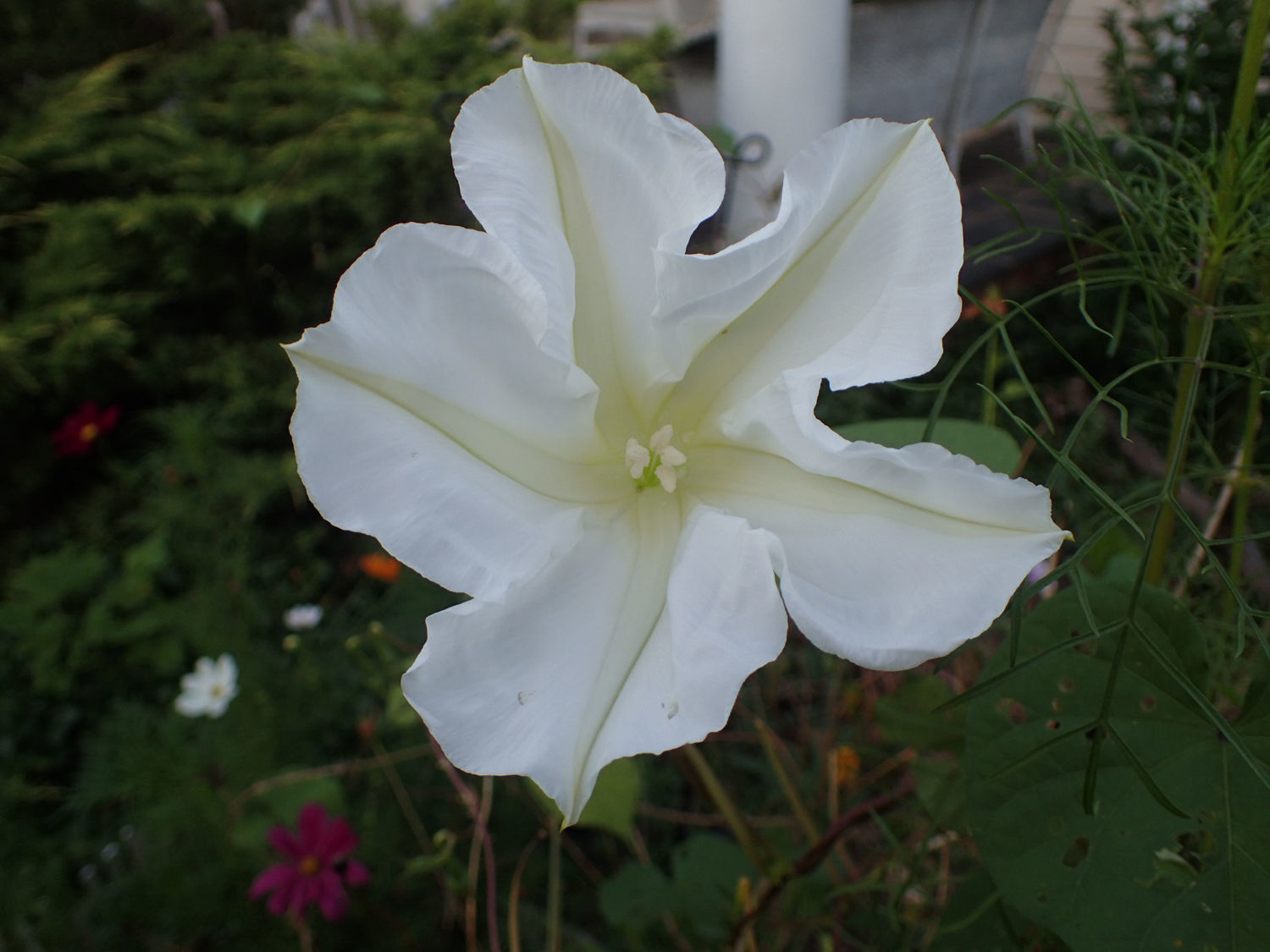 Moon flower
